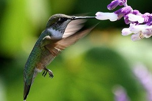 эффективность колибри