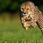 самое быстрое животное