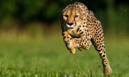 самое быстрое животное